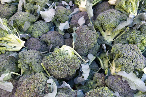 Broccoli op display — Stockfoto