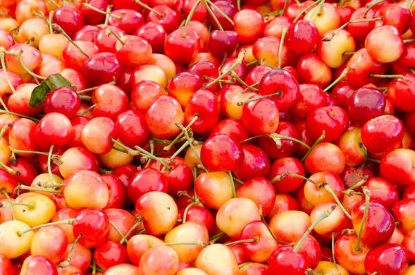 Queen Anne cherries on display — Stock Photo, Image