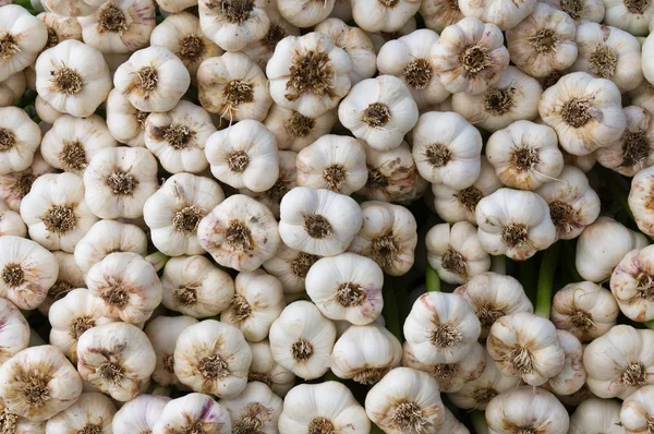 Garlic on display — Stock Photo, Image