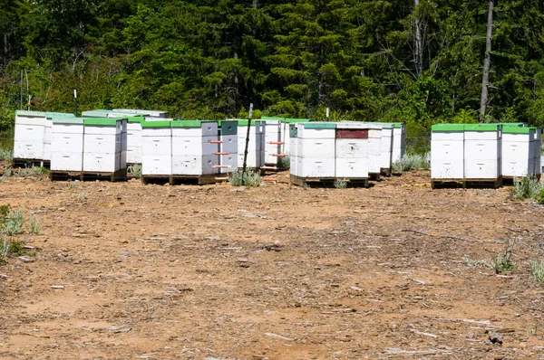 Stock image Bee hives