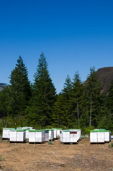 stock image Bee hives