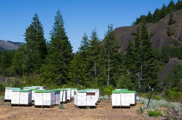 stock image Bee hives