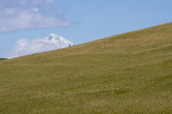 Grain veld met berg op achtergrond — Stockfoto