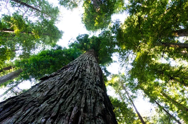 stock image Towering California Redwood trees