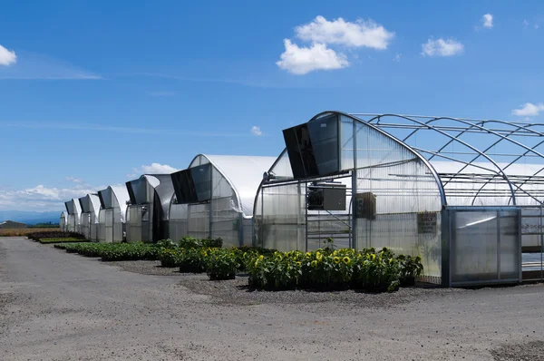 Group of greenhouses with plants — Stock Photo, Image