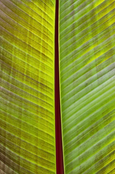 Banana Leaf — Stock Photo, Image