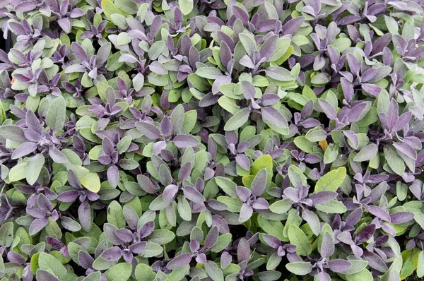 Purple sage — Stock Photo, Image