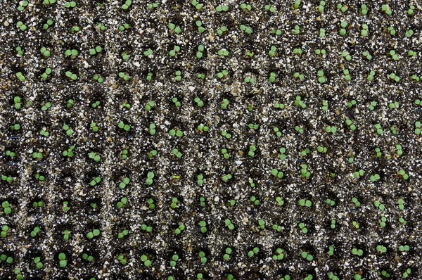 Саджанці у вирощуванні лотка — стокове фото