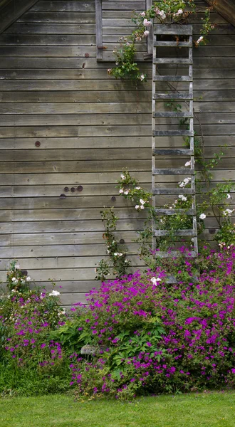Розовый куст, взбирающийся по лестнице — стоковое фото