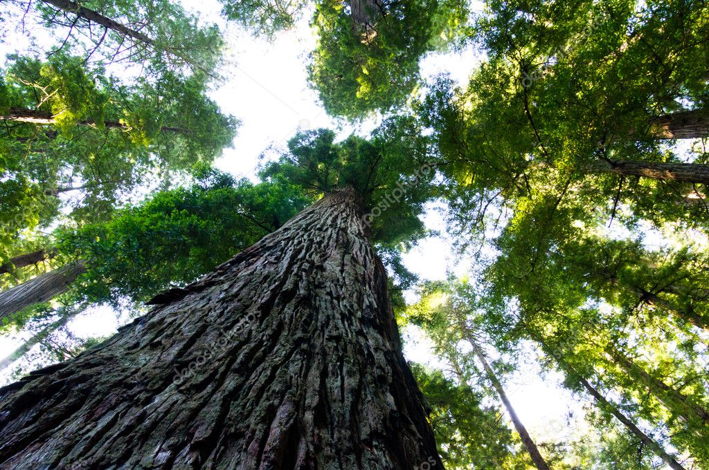 Towering California Redwood trees