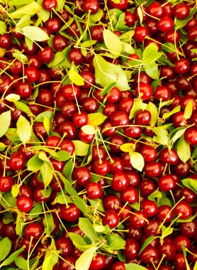 Pie cherries at the farmer's market clipart