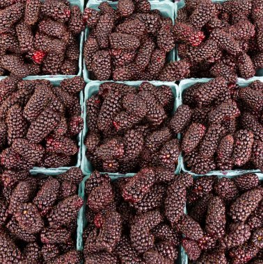 Fresh Marionberries on display clipart