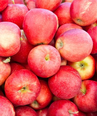 Red Gala apples on display clipart