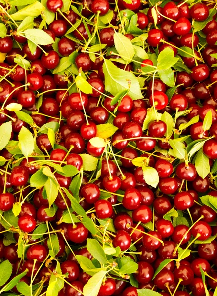 Pie cherries at the farmer's market — Stock Photo, Image