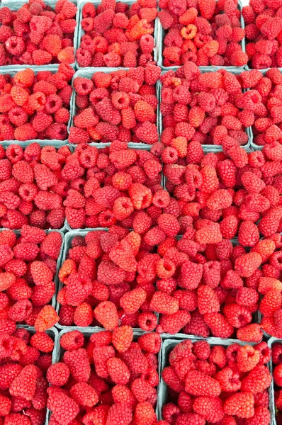 Fresh red raspberries on display — Stock Photo, Image