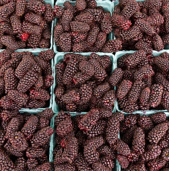 Fresh Marionberries on display — Stock Photo, Image