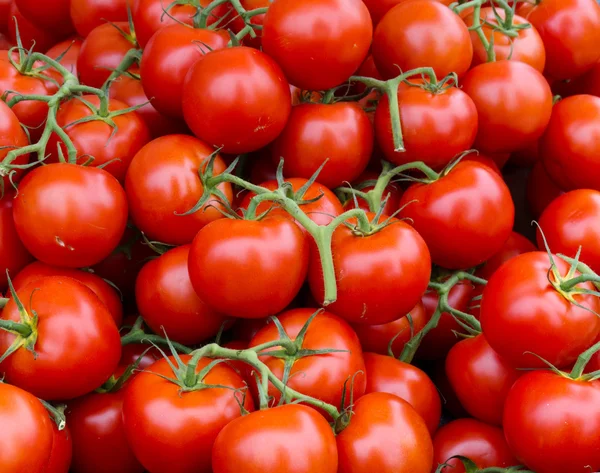 Спелые томатные кластеры — стоковое фото