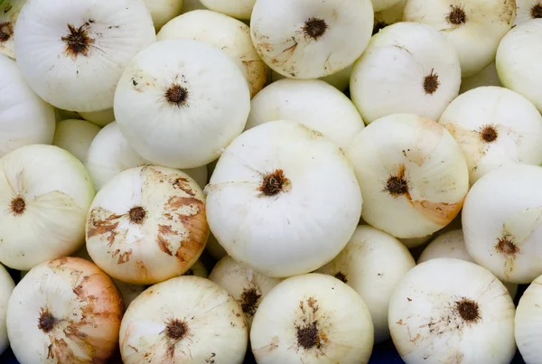 Weiße Zwiebeln zur Schau gestellt — Stockfoto