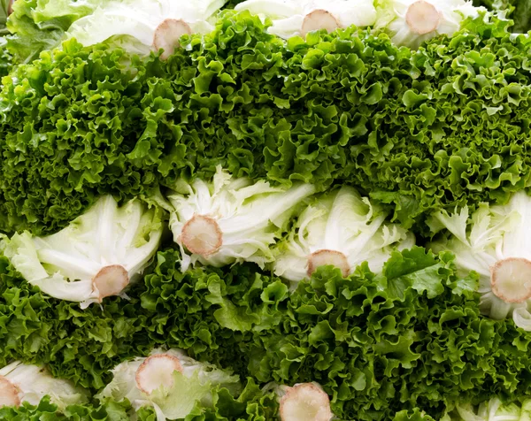 Green leaf lettuce on display — Stock Photo, Image