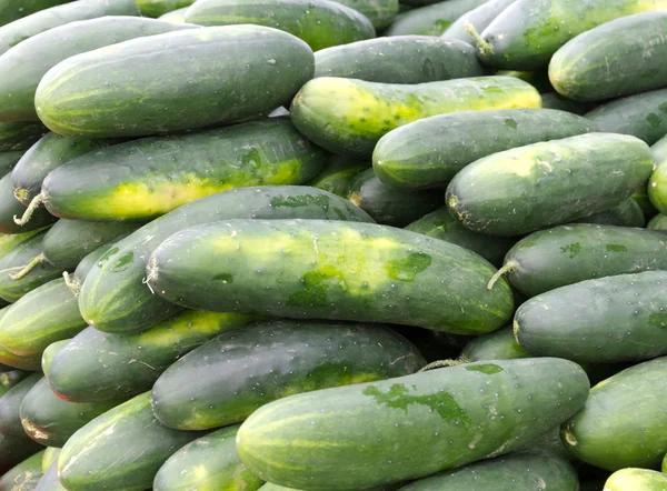 Komkommers op display — Stockfoto