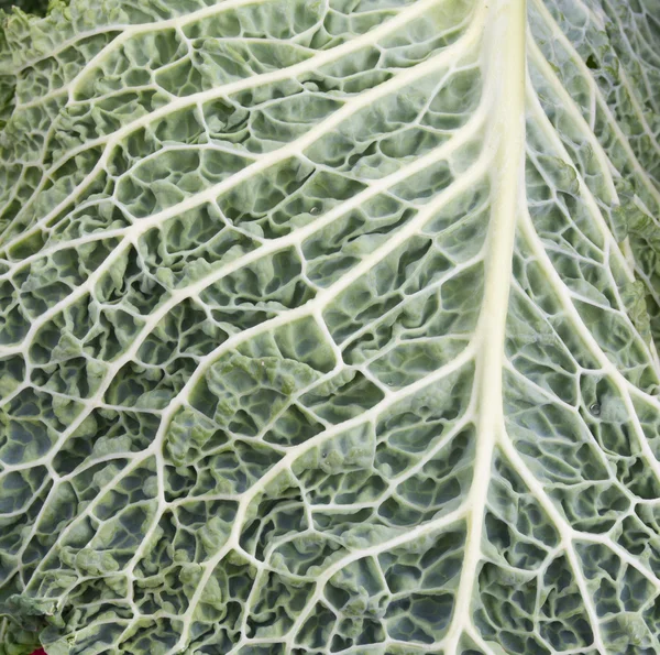 Cabbage leaf close up — Stock Photo, Image