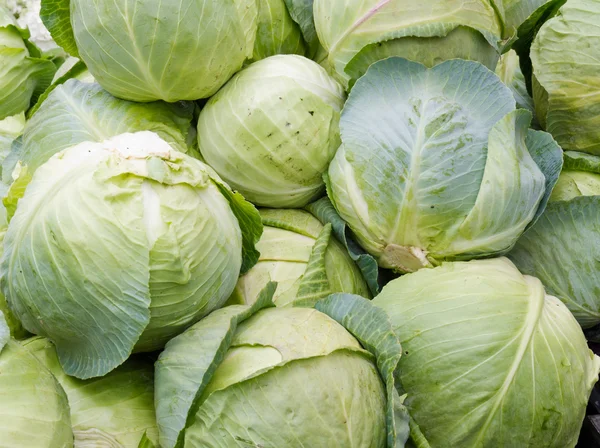 Fresh green cabbage on display — Stock Photo, Image