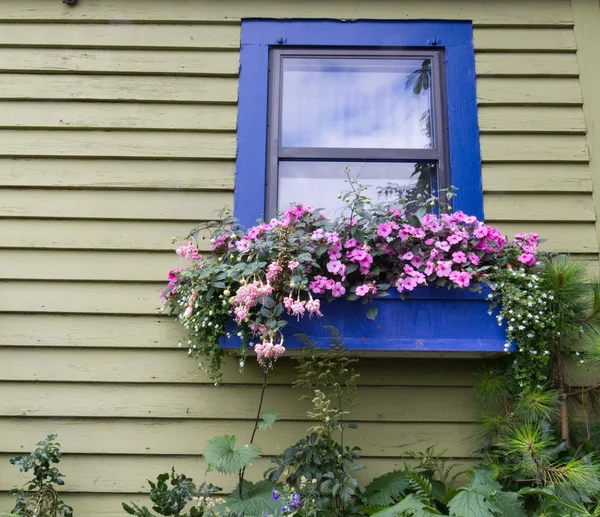 stock image Window box with flowers