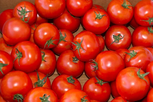 Red ripe tomatoes on display — Stock Photo, Image