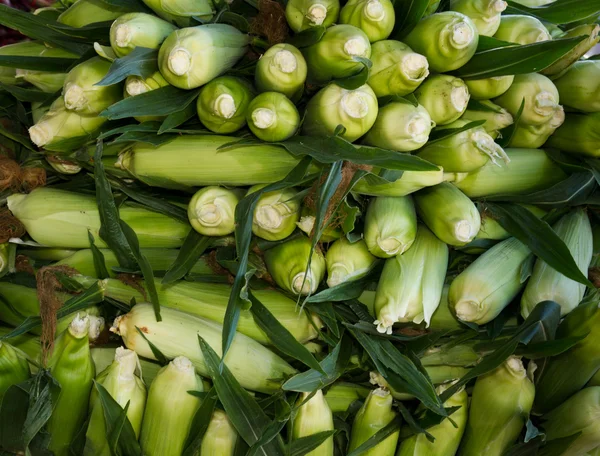 Sweet corn on display at the farmer's market — Stock Photo, Image