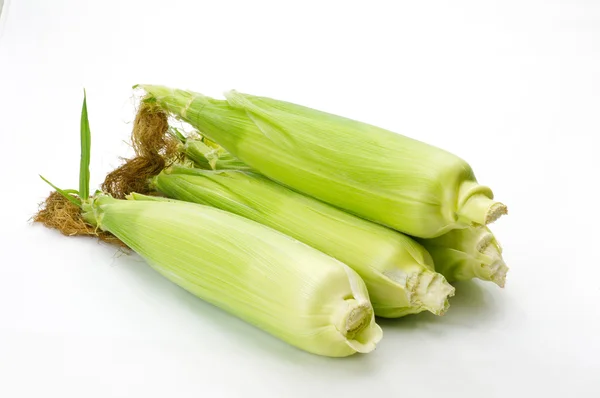 Sweet corn in the husk on white — Stock Photo, Image