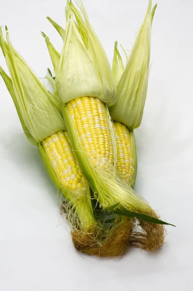 Sweet corn husked and ready to eat on white — Stock Photo, Image