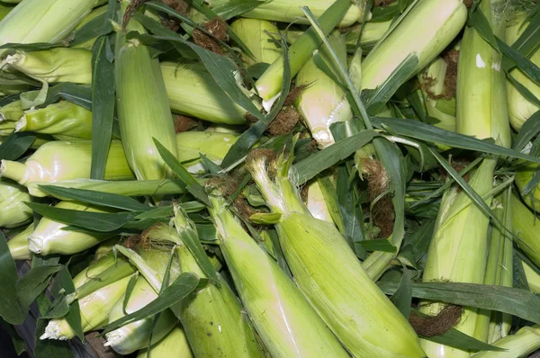 Świeża kukurydza w łuskę na wyświetlaczu — Zdjęcie stockowe