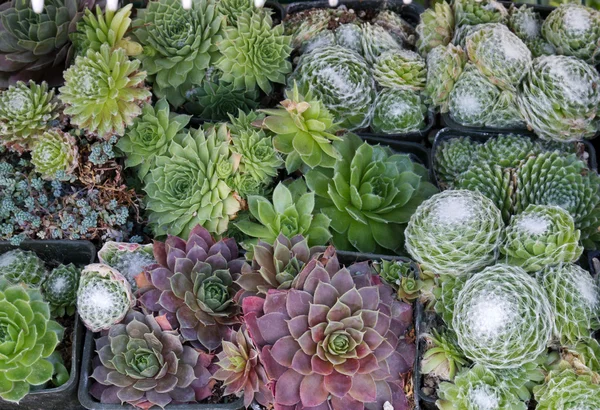 Plantes de sedum utilisées comme toit vert — Photo