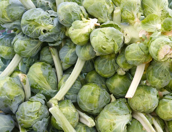 Brussel sprouts on the stem on display — Stock Photo, Image