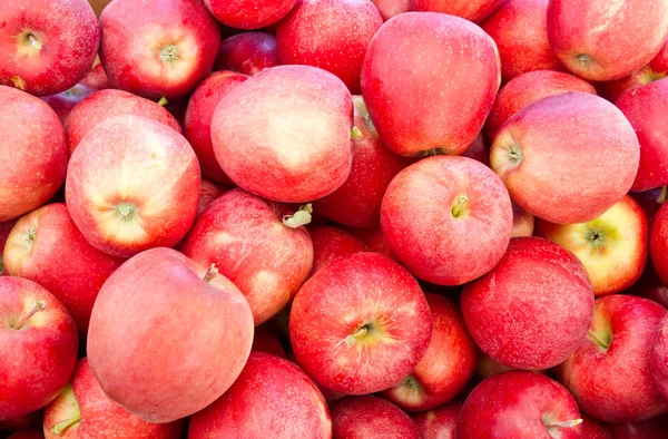 Manzanas frescas de gala en exhibición — Foto de Stock