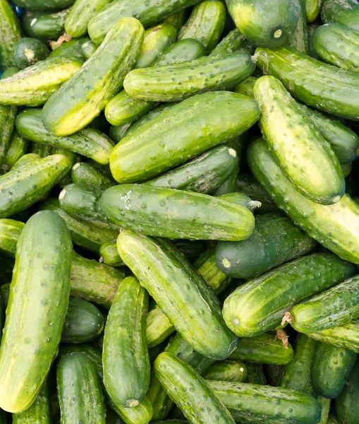 Beitsen komkommers of augurken op display — Stockfoto