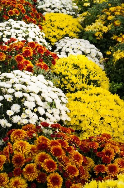 Chrysanthemum flowers in full bloom — Stock Photo, Image