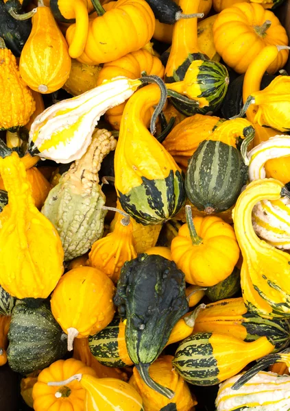 Decorative gourds on display — Stock Photo, Image