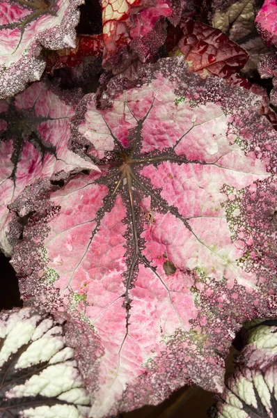 Begonia blad met ingewikkelde kleurpatronen — Stockfoto