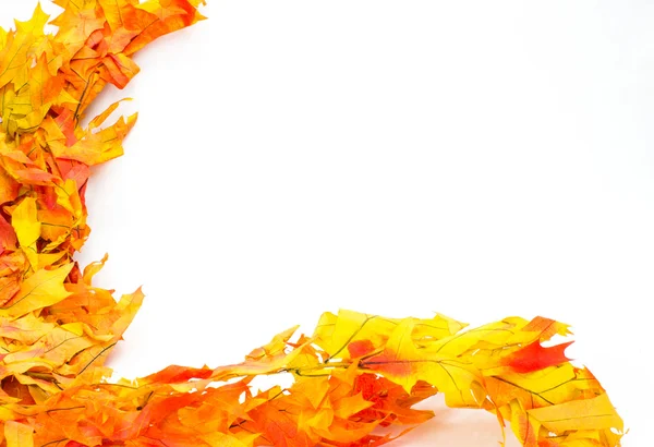 Farbenfrohe Herbst- oder Herbstblätter — Stockfoto