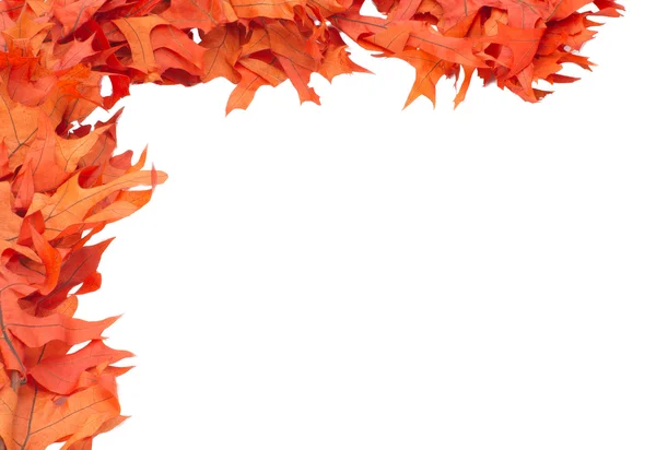 Colorate foglie di quercia rossa — Foto Stock