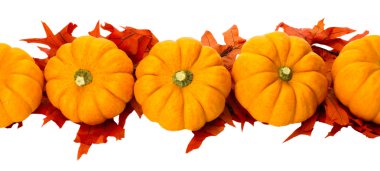 Sonbahar ya Şükran veya halloween dekorasyon üzerine beyaz izole