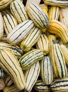 ekranda delicata squash