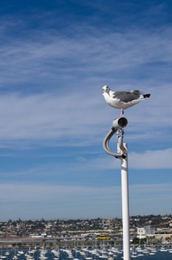 Sea gull kameralarıyla izlerken