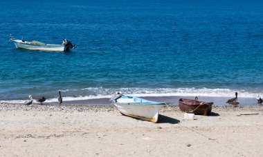 Fishing boats and Pelicans on the beach clipart