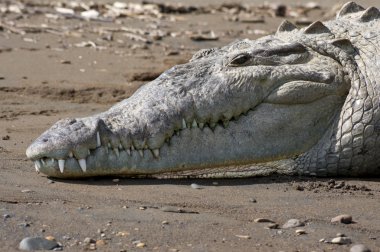 American Crocodile on the beach clipart