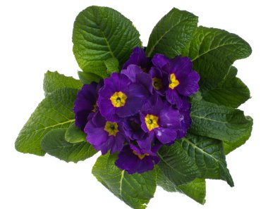 Purple primrose isolated on white clipart