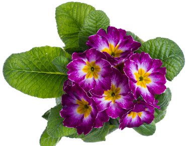 Purple and white primrose isolated on white clipart