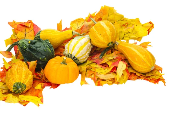 Arrangement of gourds on leaves — Stock Photo, Image