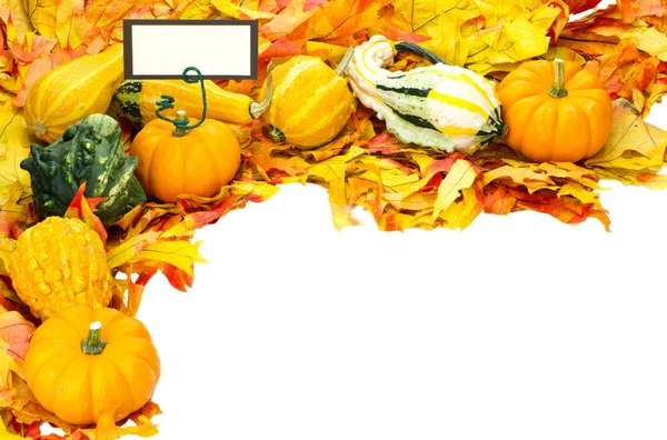 Val of thanksgiving of halloween decoratie op wit wordt geïsoleerd — Stockfoto